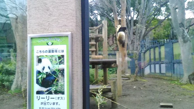 雨の日でも楽しめる上野動物園