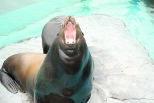 上野動物園-アザラシのあくび