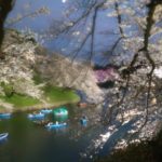 千鳥ヶ淵ボートと夜桜