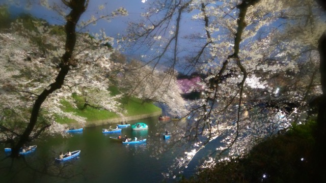 千鳥ヶ淵ボートと夜桜