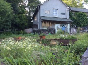 ピーターラビット