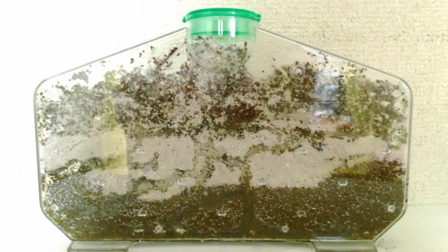 7804円 限定モデル その他生き物 生体 ユニーク 夏休みの自由研究に 大きなアリの巣観察キット アクリル製の大きなアリさんハウス
